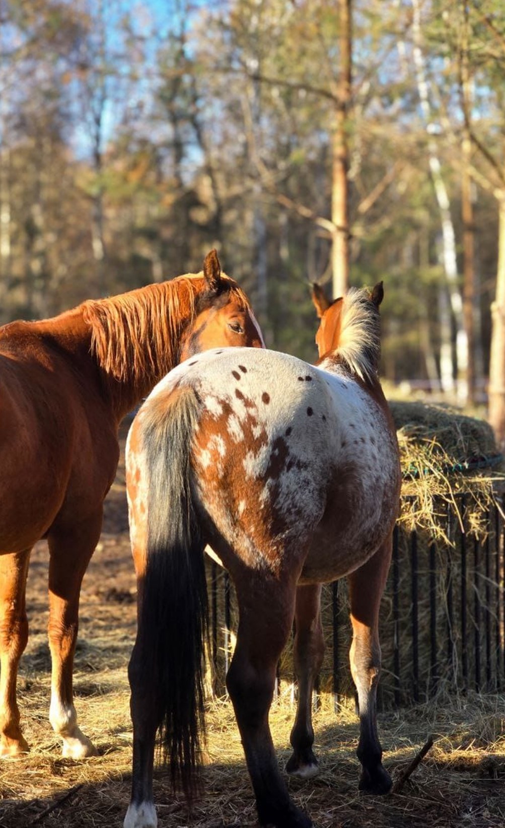 Przykładowa realizacja
